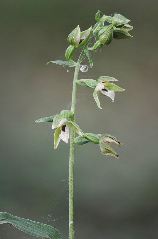 2b-Epipactis_neglecta.jpg.58b14b66ba7138a98ff3319482bb4a20.jpg