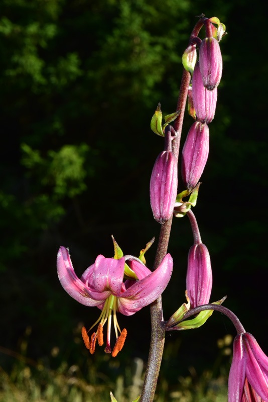 Lilium martagon L. 2.jpg