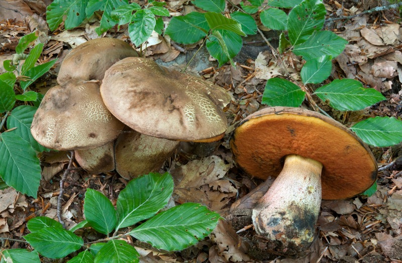 Neoboletus-luriformis 1076_78_2022.jpg