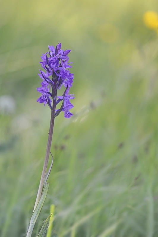 963718385_Dactylorhiza_kerneriorum.jpg.e30fa8b2af9848f8cc46e96acfa2c4da.jpg