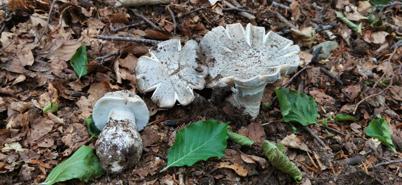 Amanita-excelsa-var-spissa-308_2022.jpg