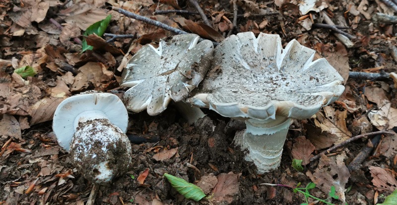 Amanita-excelsa-var-spissa-923_2022.jpg