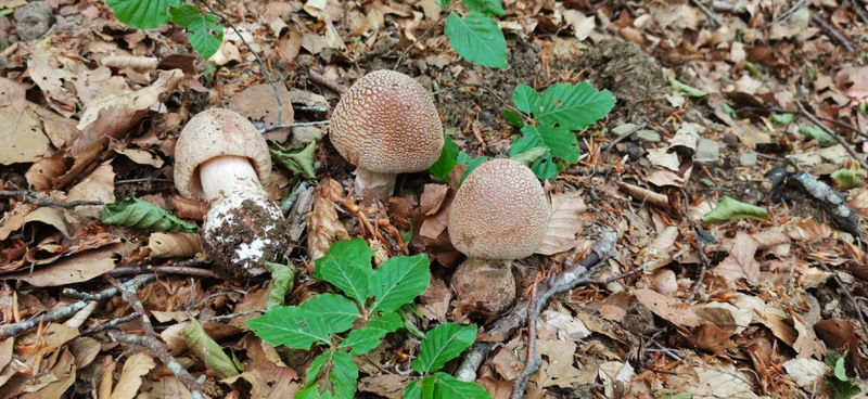 Amanita-rubescens-049_2022.jpg