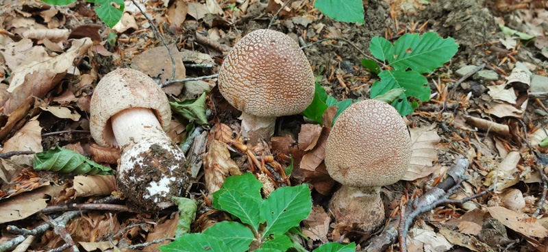 Amanita-rubescens-130_2022.jpg