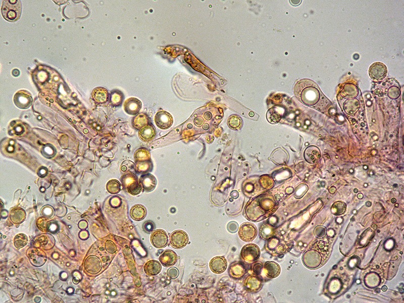 Amanita-vaginata-fo-alba-08-11-Spore-RC-400x.jpg
