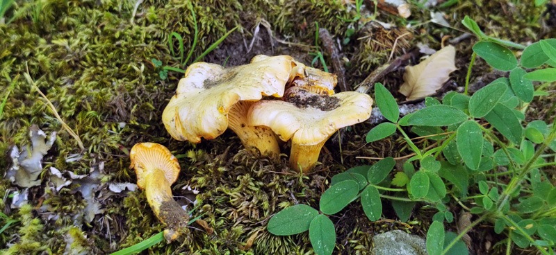 Cantharellus-subpruinosus-326_2022.jpg