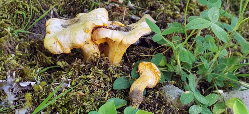 Cantharellus-subpruinosus-457_2022.jpg