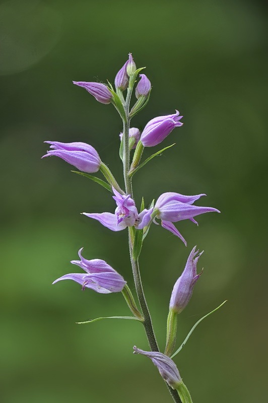 Cephalanthera_rubra1.jpg.81bab85d5acfe9cc27e531d508333732.jpg