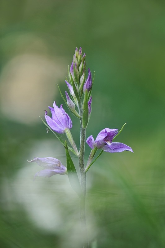 Cephalanthera_rubra2.jpg.4e1f2ed377844755a5e6bf220bcffc06.jpg