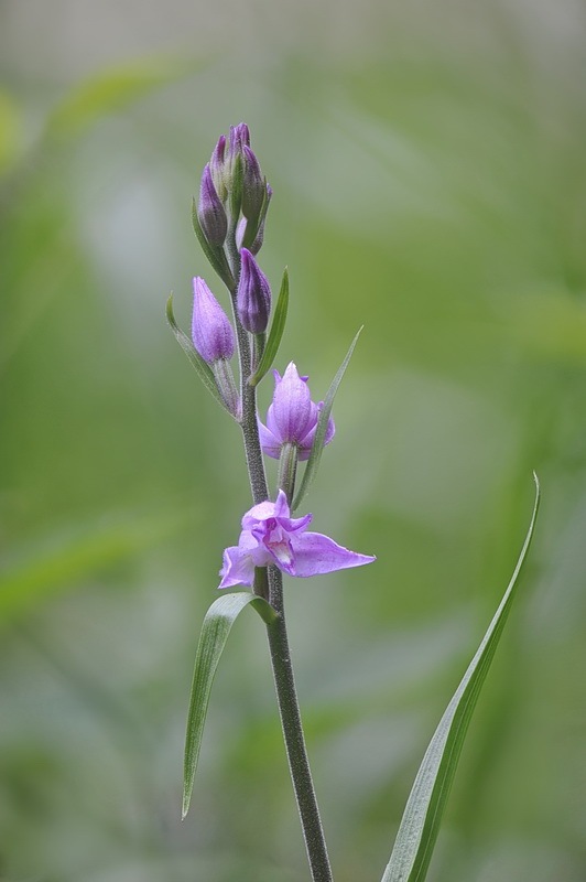 Cephalanthera_rubra3.jpg.2c403d0fc7b98251bdf787f1f849b532.jpg