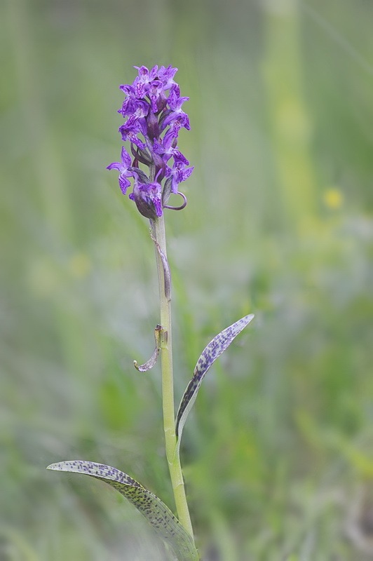 Dactylorhiza_incarnata-hyphaematodes.jpg.89ec520b31d14a3169f753a109edb9e7.jpg