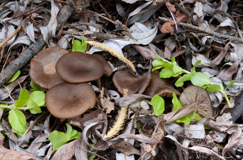 Entoloma-sericeoides-8284_89_2022.jpg