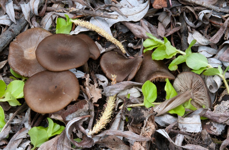 Entoloma-sericeoides-8290_93_2022.jpg