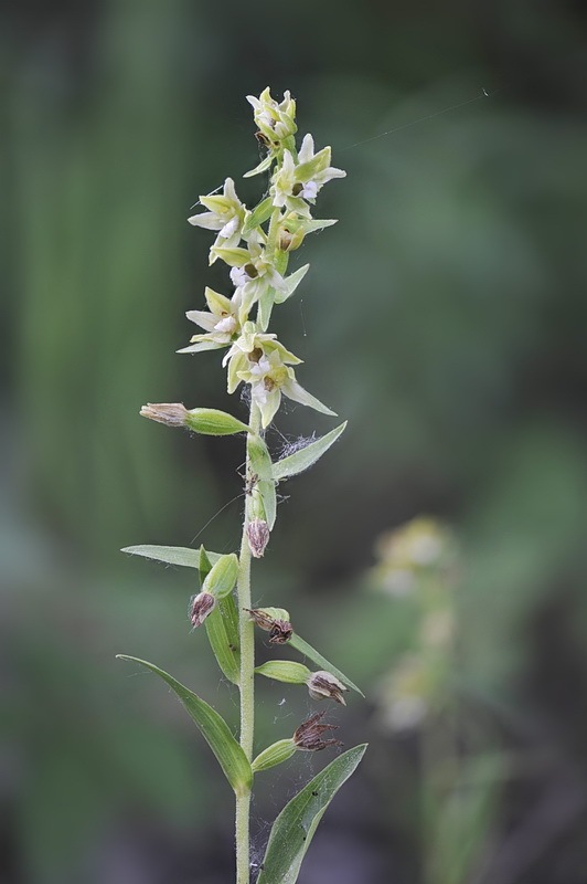 Epipactis_bugacensis1.jpg.28626bf70b9be49b0bbff4fd6cb26578.jpg