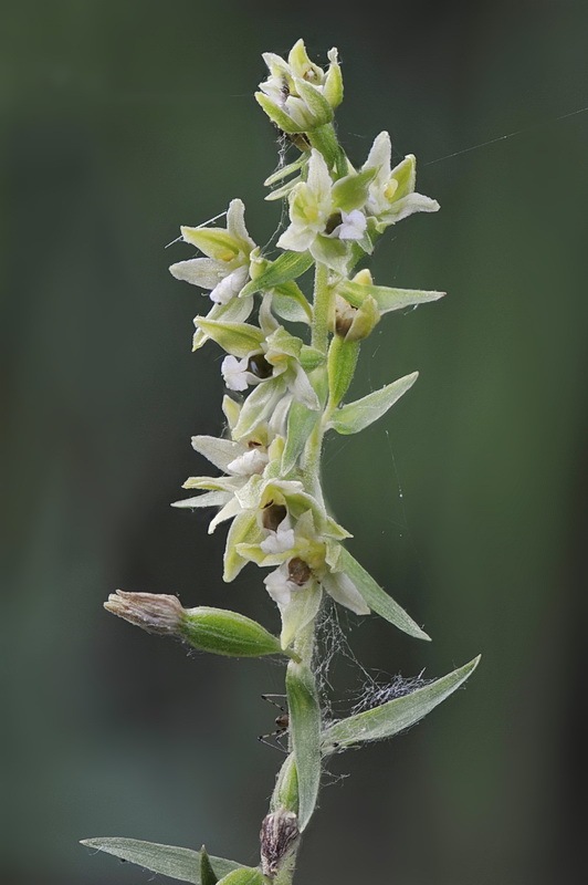 Epipactis_bugacensis4.jpg.187468b3d5db06f04ac7040c83e4a615.jpg