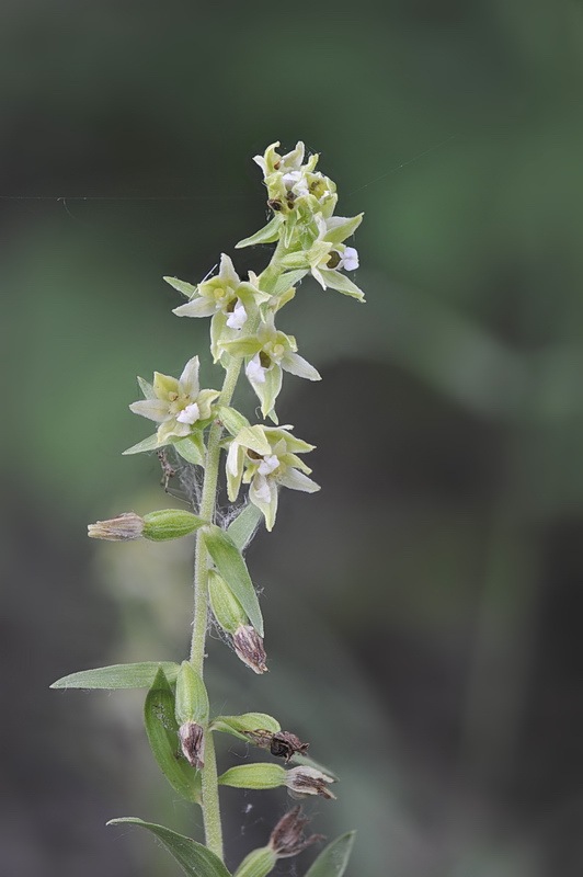 Epipactis_bugacensis5.jpg.835114bdc47bf0ffe0afc791d1ad21c3.jpg