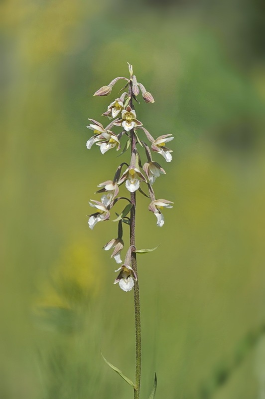 Epipactis_palustris.jpg.fd00d07a607da747aabe2977d205fac8.jpg