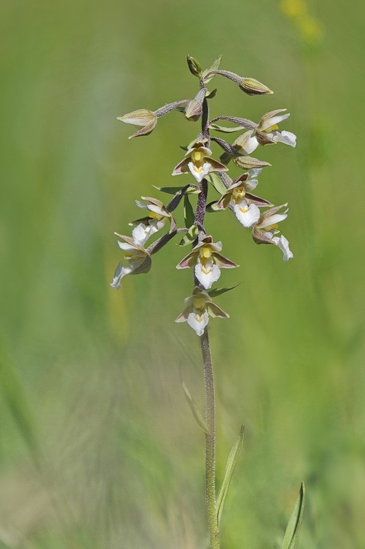 Epipactis_palustris5.jpg.cbe65bb798985d22f7af968a69042038.jpg