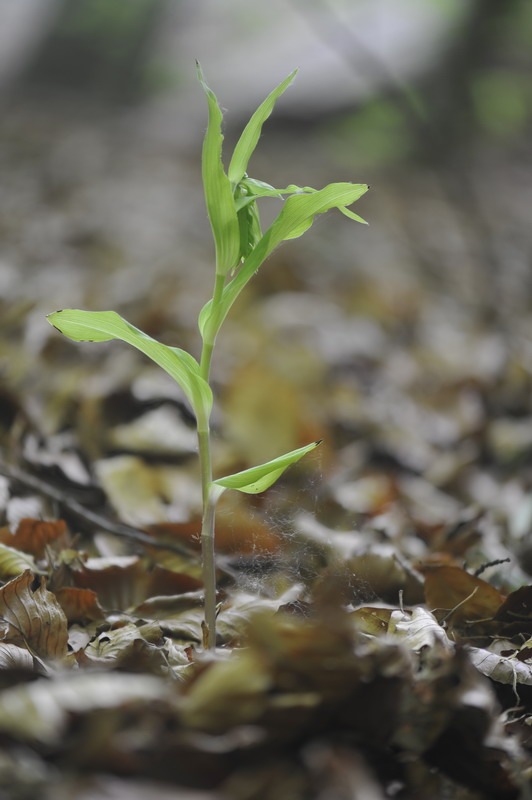 Epipactis_thesaurensis.jpg.0a2e095e7dc2da37f44ae271ac9b8b1a.jpg