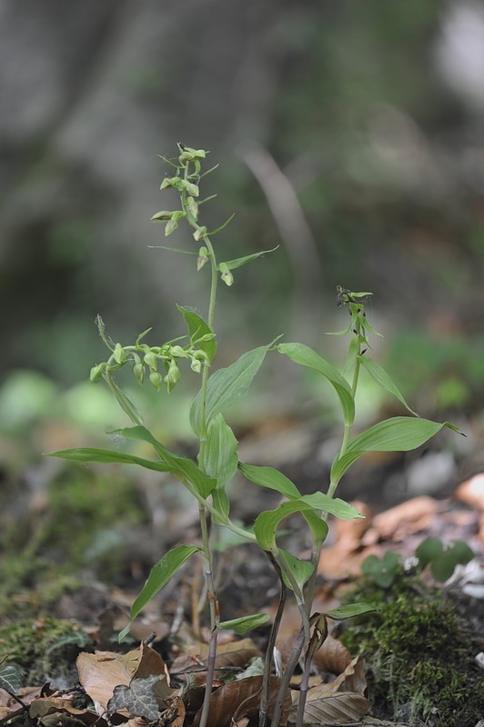 Epipactis_thesaurensis1.jpg.9fcdb36ce8dba48d619269be4a21531b.jpg