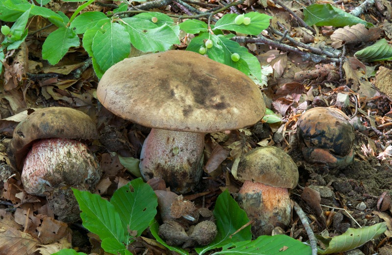 Neoboletus-luriformis-1054_57_2022.jpg