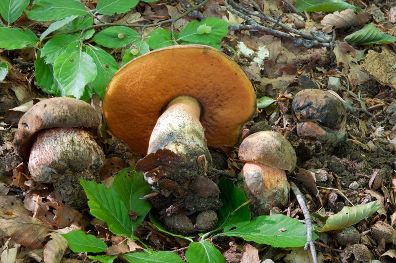 Neoboletus-luriformis-1062_64_2022.jpg