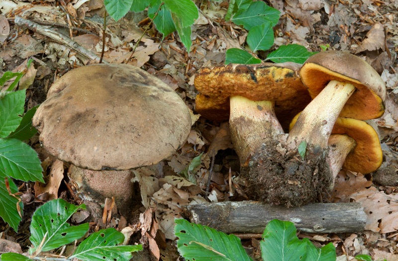 Neoboletus-luriformis-1083_87_2022.jpg