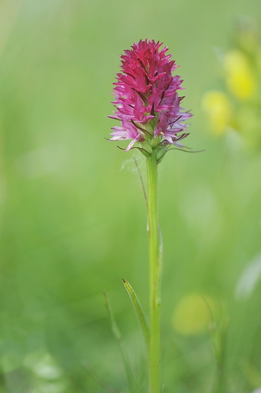 Nigritella_miniata4.jpg.d83b14684951250ab8d67d064565391b.jpg