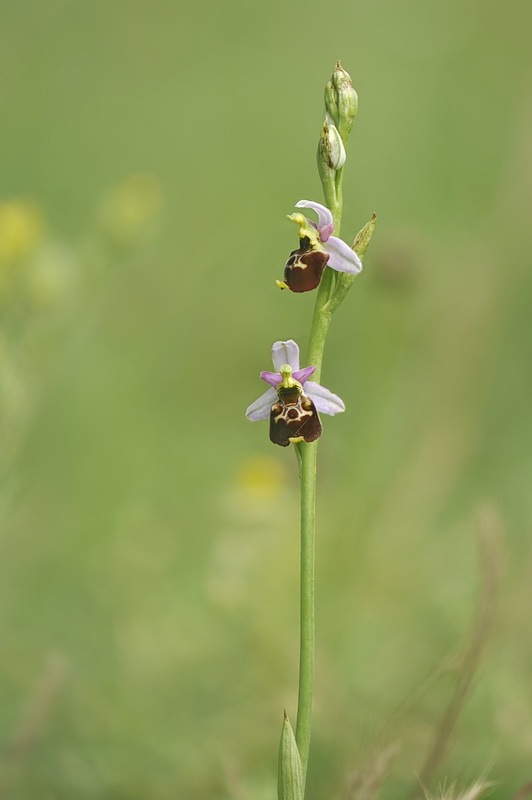 Ophrys_holosericea-tetraloniae.jpg.23e4fccc539a3fd3c4fd50ab080d52a8.jpg