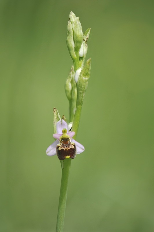 Ophrys_holosericea-tetraloniae1.jpg.6200fd660f36389b9a78f44c74bcb7e7.jpg
