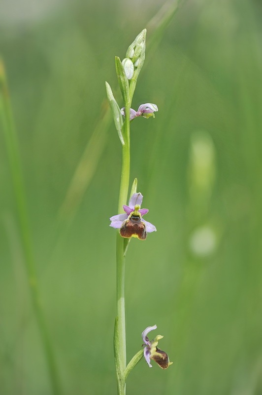 Ophrys_holosericea-tetraloniae2.jpg.8c2a6410f0803d0619573dbbd5432e0b.jpg