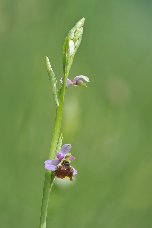 Ophrys_holosericea-tetraloniae3.jpg.28139f052484ee103d387e9222804d2a.jpg