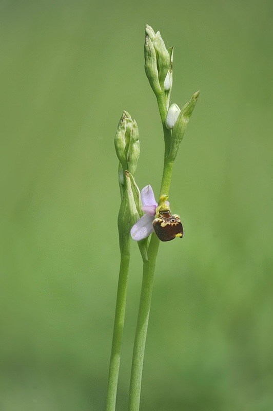 Ophrys_holosericea-tetraloniae4.jpg.101b73db5a3eb3577ab126eebb399ec6.jpg