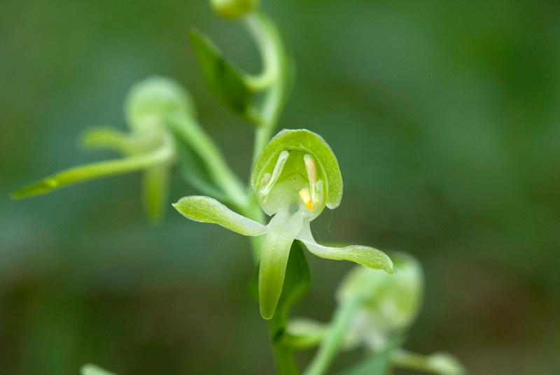 Platanthera-chlorantha-1004_06_2022.jpg