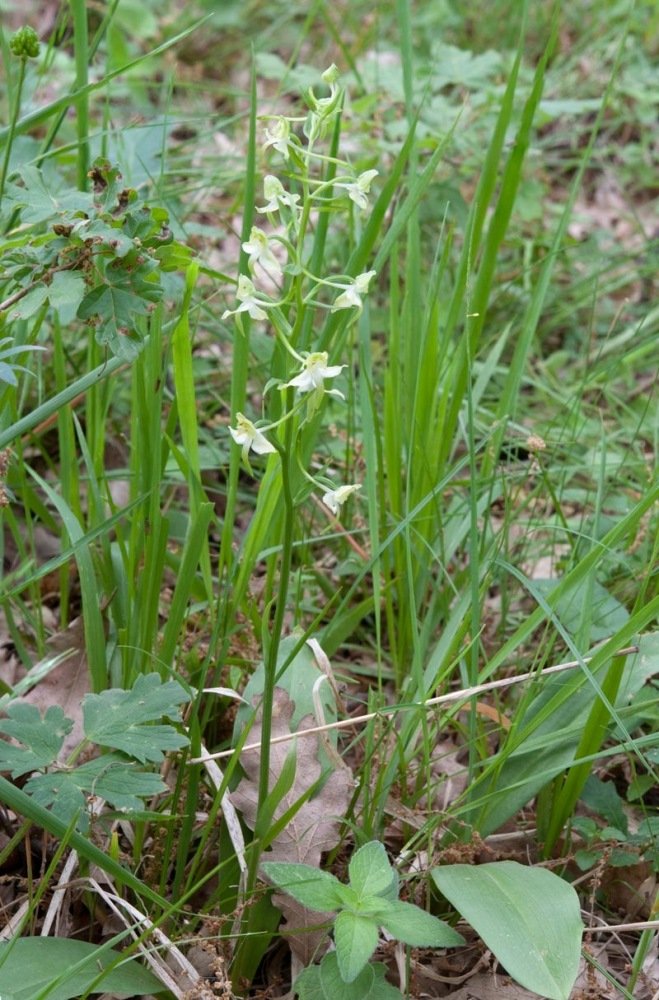 Platanthera-chlorantha-934_36_2022.jpg