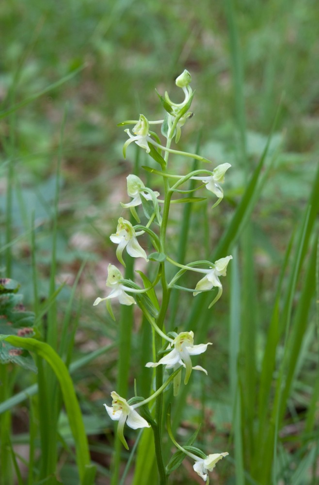 Platanthera-chlorantha-937_42_2022.jpg