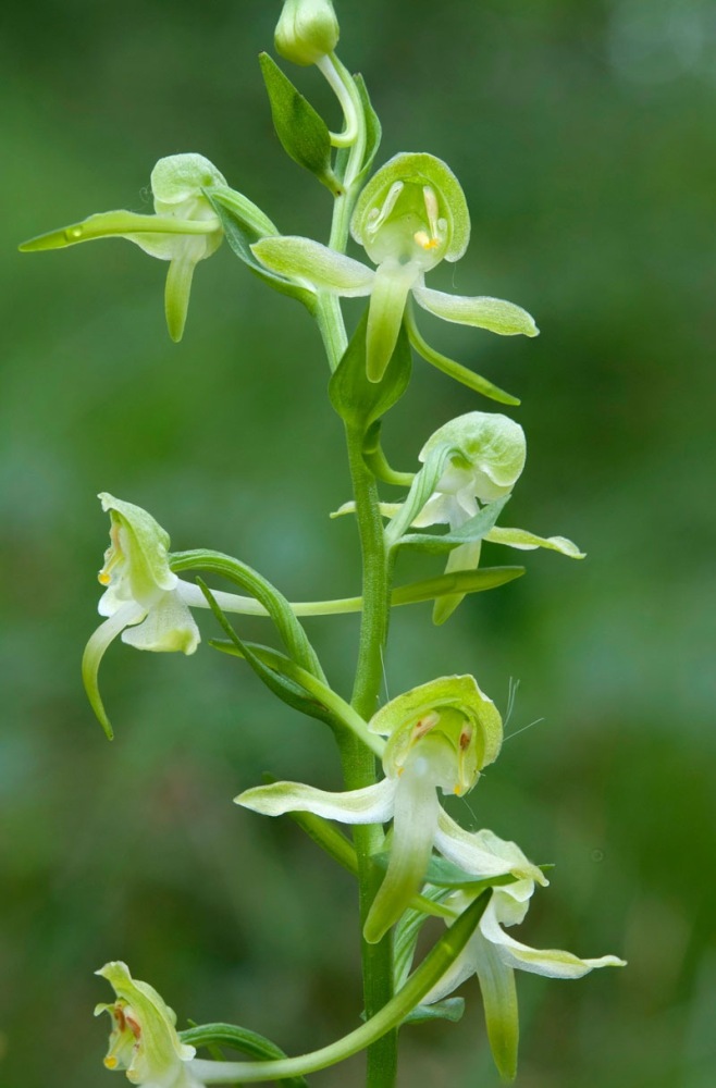 Platanthera-chlorantha-958_66_2022.jpg