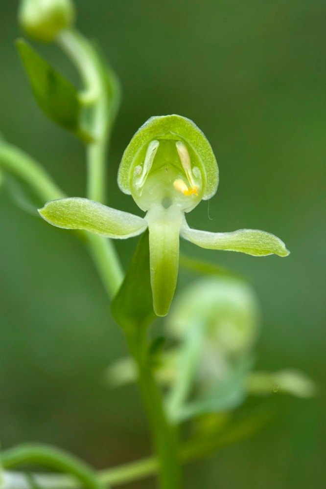 Platanthera-chlorantha-975_81_2022.jpg