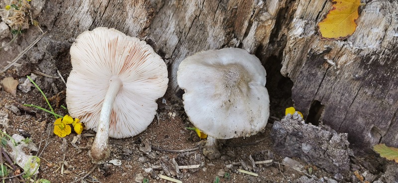 Pluteus-petasatus-235_307_2022.jpg