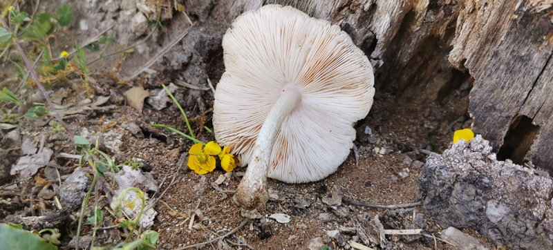 Pluteus-petasatus-355_358_2022.jpg