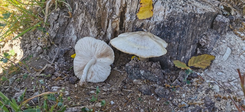 Pluteus-petasatus-559_625_2022.jpg