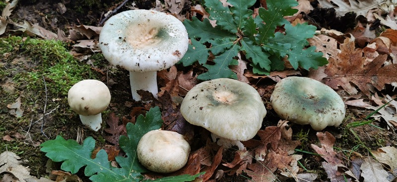 Russula-virescens-037_2022.jpg