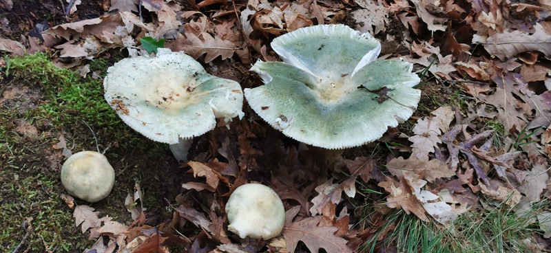 Russula-virescens-409_2022.jpg