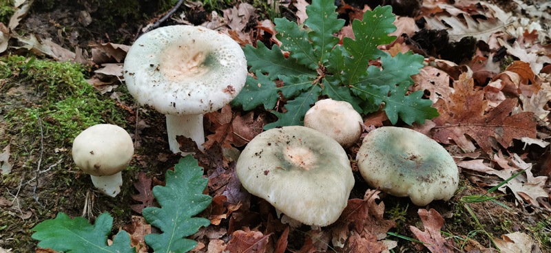 Russula-virescens-920_2022.jpg