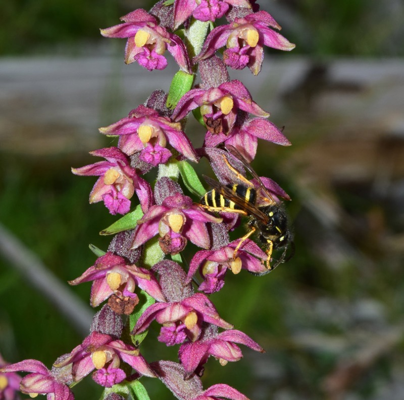 Epipactis atrorubens (Hoffm.) Besser 1809. 9.jpg