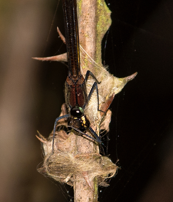 Calopteryx-haemorrhoidalis_-femmina-(34).jpg