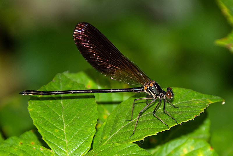 Calopteryx-haemorrhoidalis_-maschio-immaturo-(5).jpg