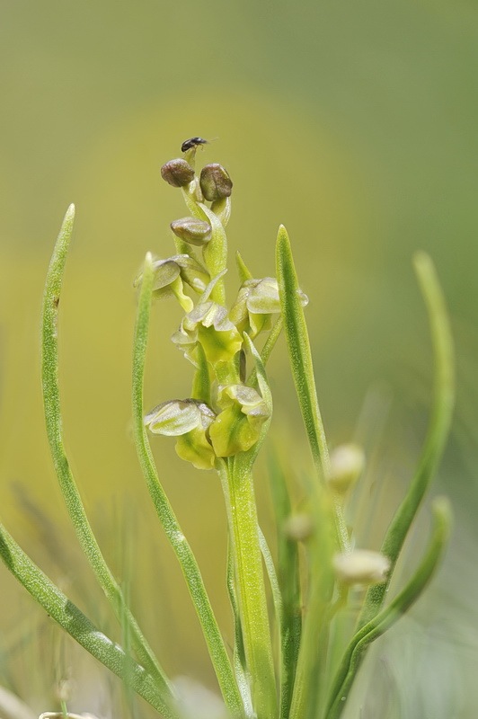 Chamorchis_alpina3.jpg.064bfa42da70a7bb2d8be06e7d0f158c.jpg