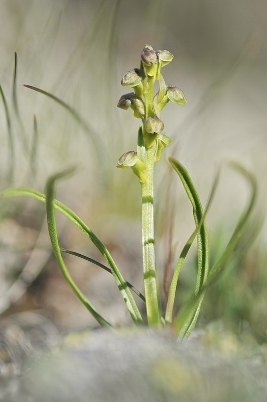 Chamorchis_alpina4.jpg.beaead558d3e5e61fc1427c5e8dc55fc.jpg