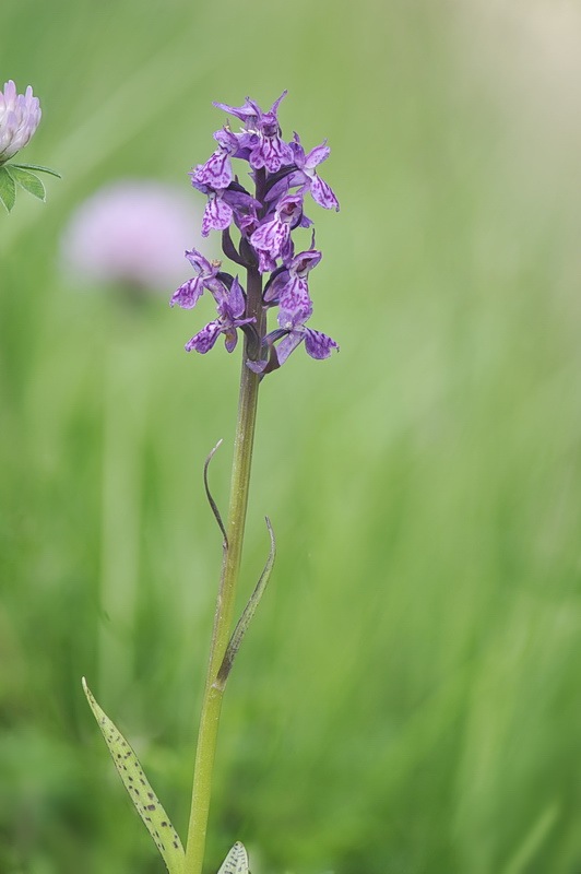 Dactylorhiza_lapponica5.jpg.d35784a5a93b34e18805fc0688582c2a.jpg